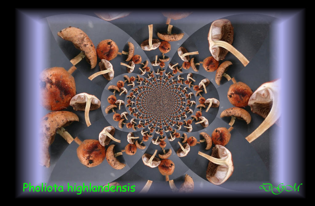 Quizzzzzzzzzz .........  Natalizio